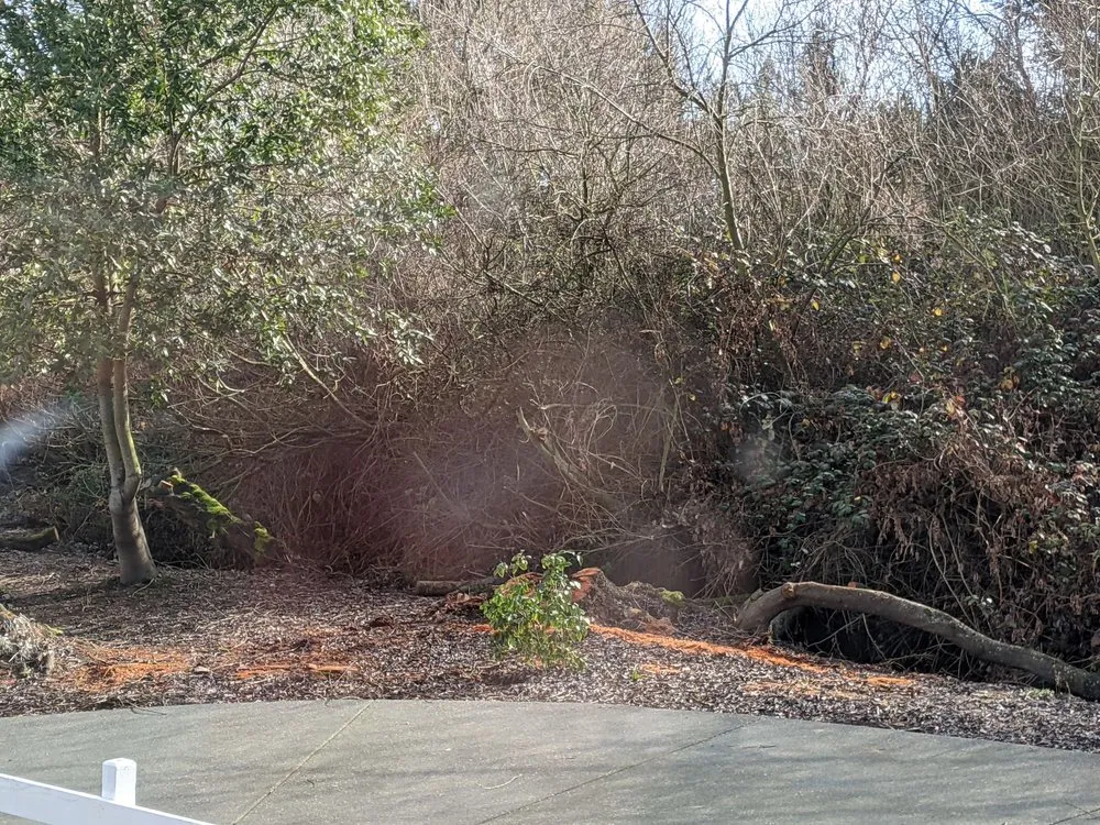 Affordable yard cleanup service in Winter Garden, FL by American Lawn Care Experts