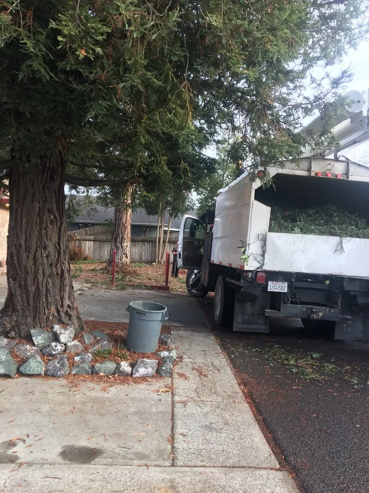 Professional outdoor landscaping in Winter Garden, FL by American Lawn Care Experts