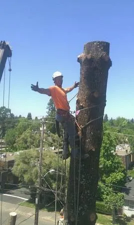 Trusted residential landscaping experts serving Winter Garden, FL - American Lawn Care Experts