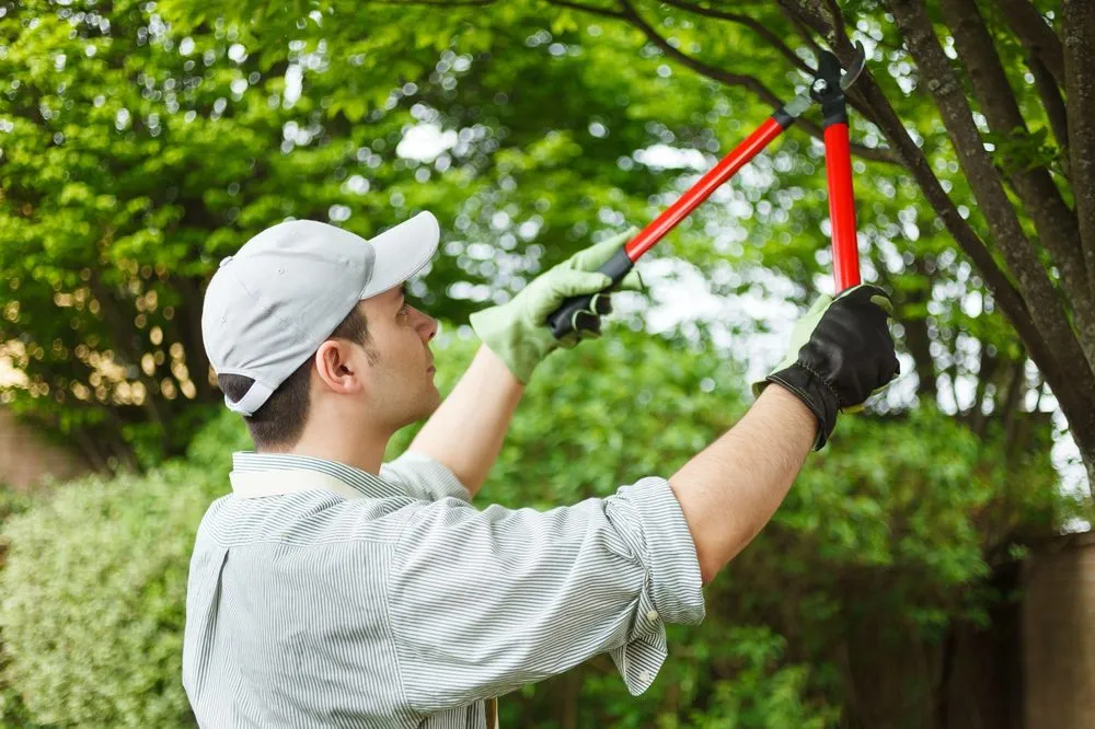 Reliable yard cleanup service experts serving Cibolo, TX - American Lawn Cutters