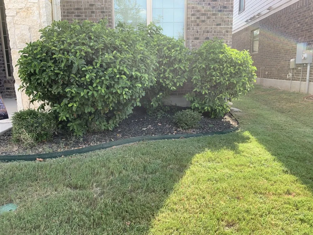 Local yard maintenance in Cibolo, TX - American Lawn Cutters