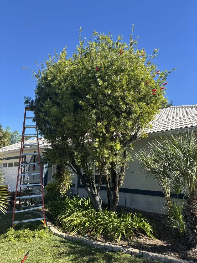 Affordable outdoor landscaping experts serving Daytona Beach, FL - American Level