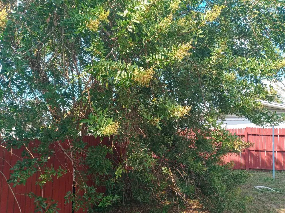 Reliable residential landscaping for year-round maintenance across Richmond, VA - American Made Property Solutions