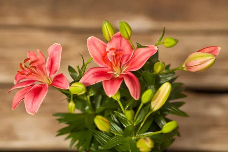 Trusted garden landscaping in Fair Lawn, NJ by American Nursery