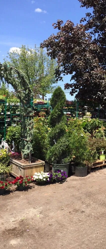 Top-rated lawn mowing service for outdoor upgrades in Fair Lawn, NJ by American Nursery