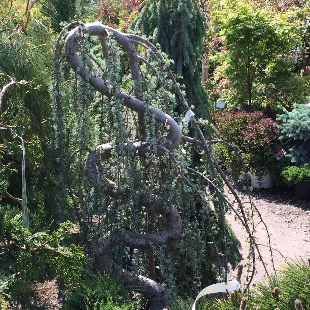 Local garden landscaping experts serving Fair Lawn, NJ - American Nursery