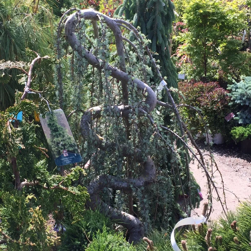 Affordable landscaping services in Fair Lawn, NJ by American Nursery