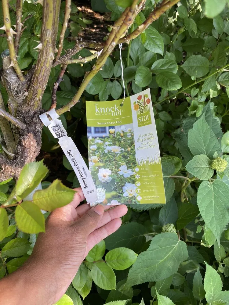 Reliable landscape installation in Fair Lawn, NJ - American Nursery