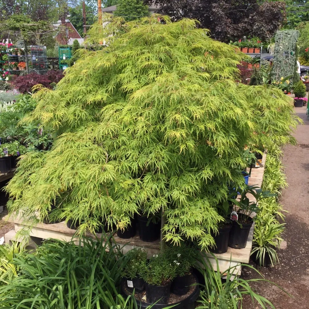 Reliable outdoor landscaping experts serving Fair Lawn, NJ - American Nursery