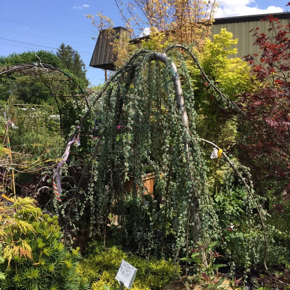 Reliable lawn mowing service for year-round maintenance across Fair Lawn, NJ - American Nursery