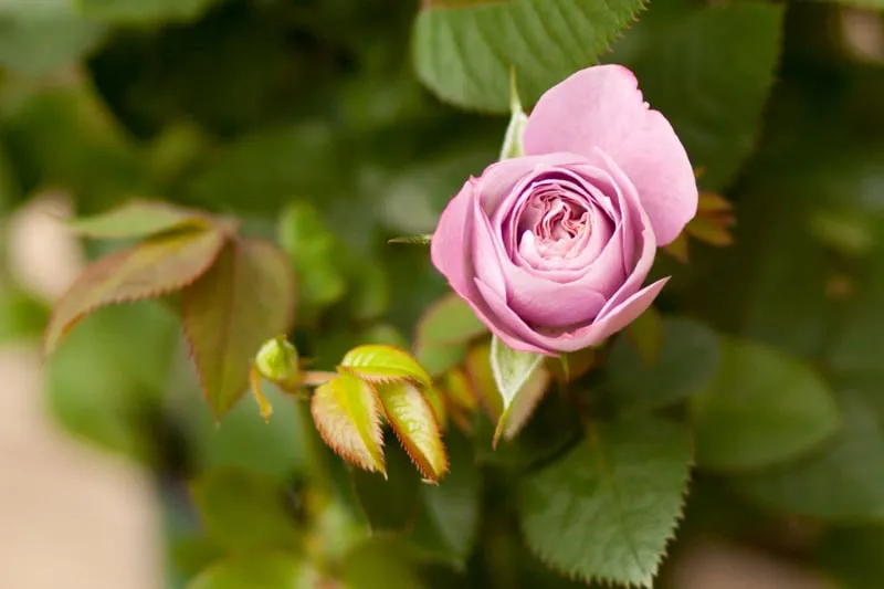 Top-rated lawn care service experts serving Fair Lawn, NJ - American Nursery