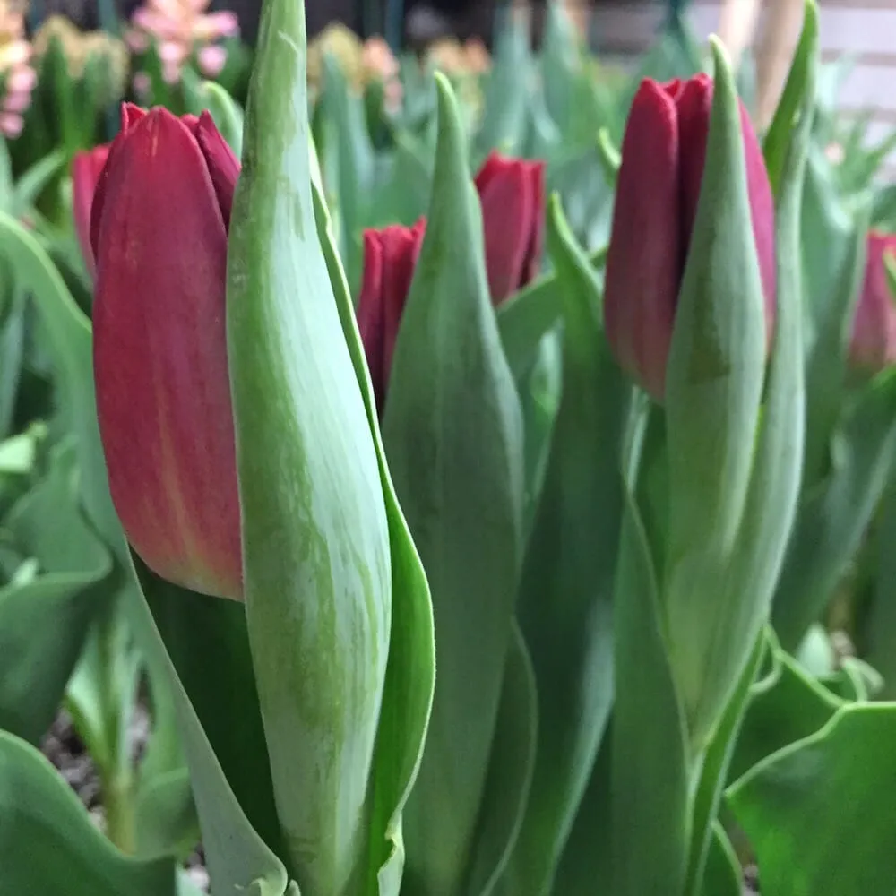 Custom yard cleanup service with custom design across Fair Lawn, NJ - American Nursery