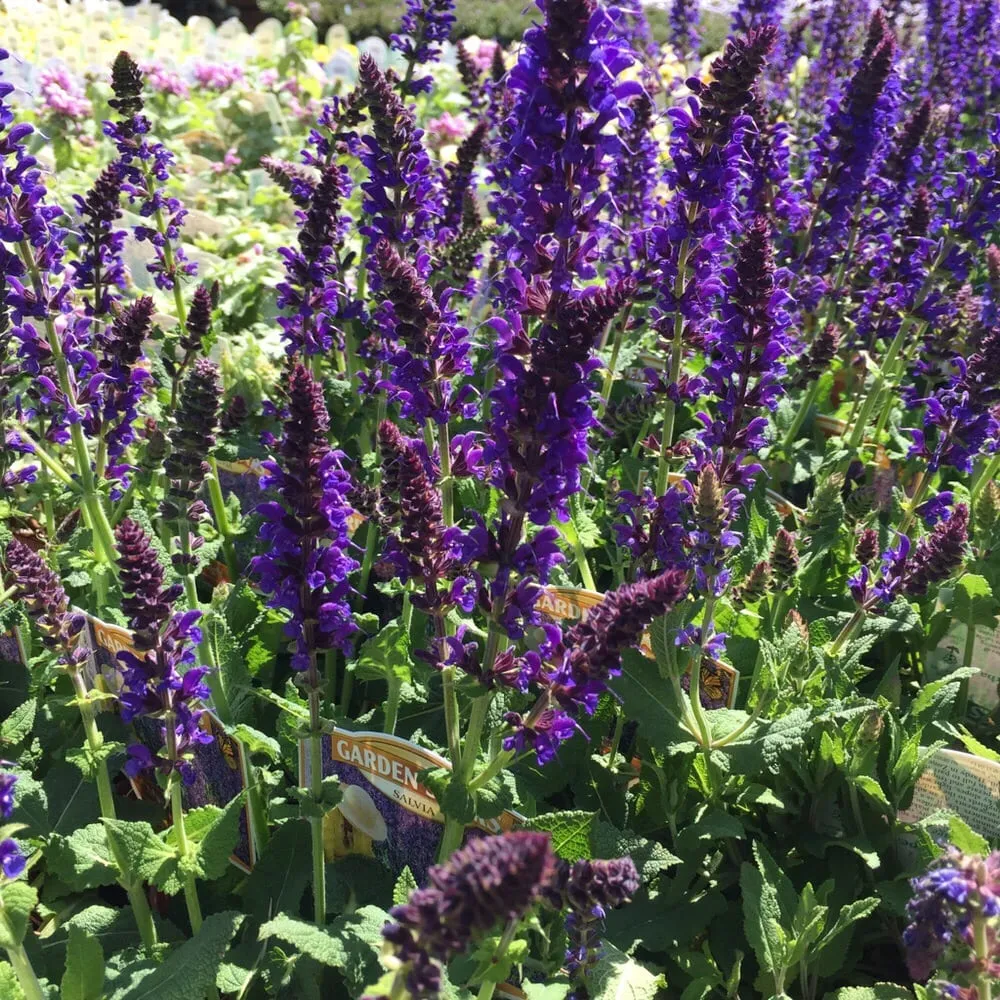 Top-rated landscape installation experts serving Fair Lawn, NJ - American Nursery