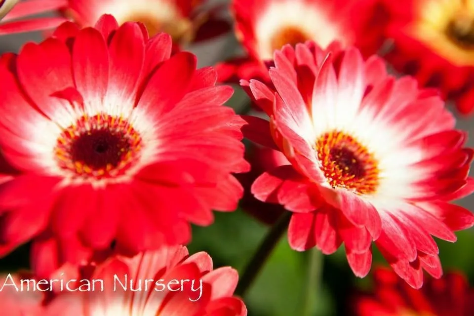 Affordable garden landscaping experts serving Fair Lawn, NJ - American Nursery