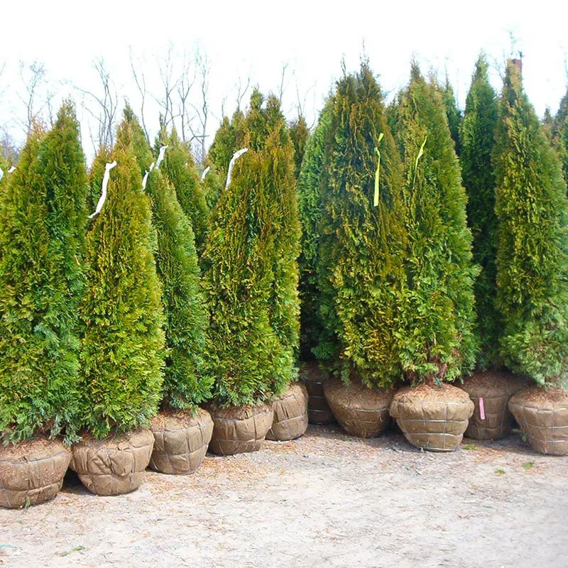 Trusted garden landscaping for outdoor upgrades across Fair Lawn, NJ - American Nursery