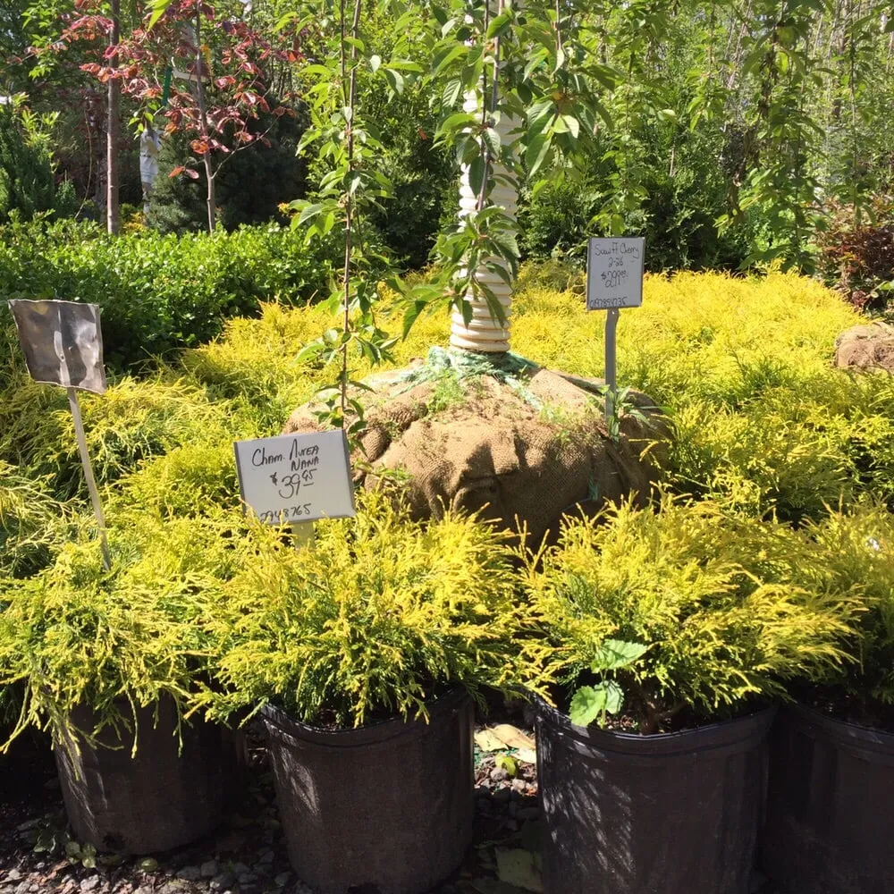 Reliable landscaping services in Fair Lawn, NJ by American Nursery