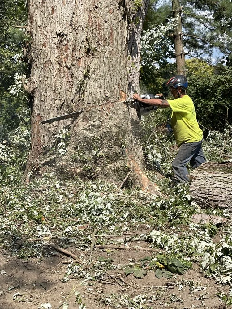 Reliable residential landscaping for outdoor upgrades across Langhorne, PA - American Outdoors Expert Tree Service