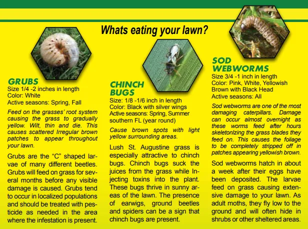 Affordable yard cleanup service for homes in Fort Myers, FL by American Pest Pro