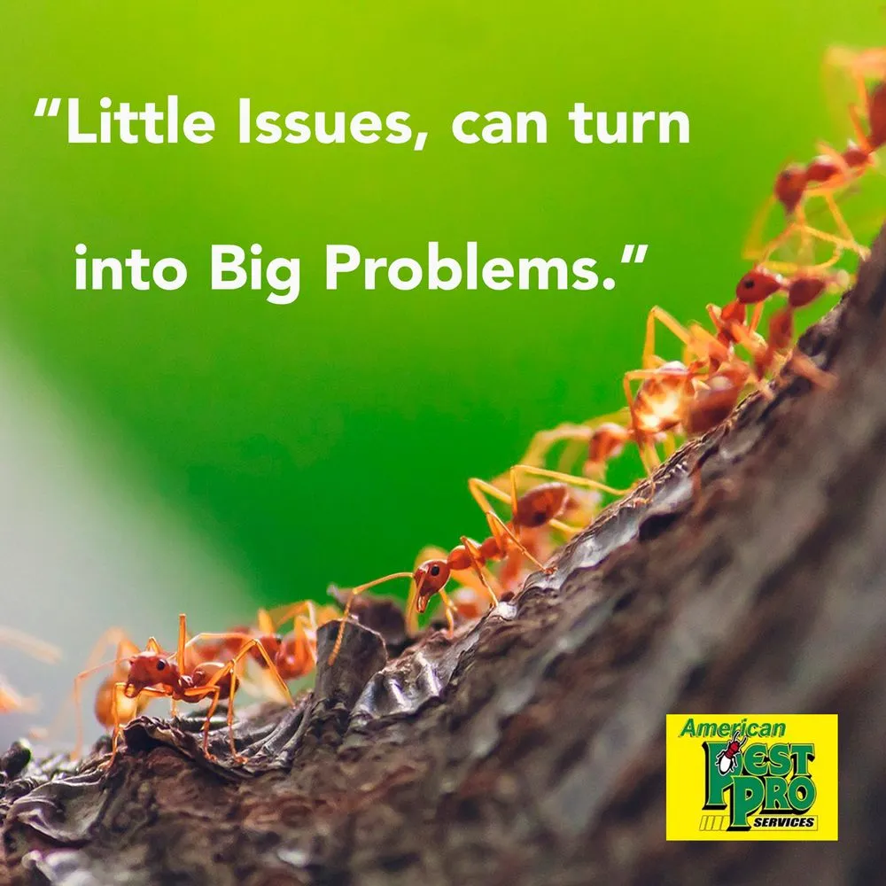 Top-rated lawn care service in Fort Myers, FL by American Pest Pro