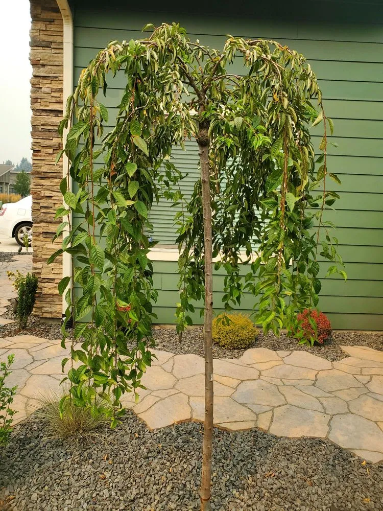 Affordable outdoor landscaping for homes in Coeur D Alene, ID by American Quality Tree Services