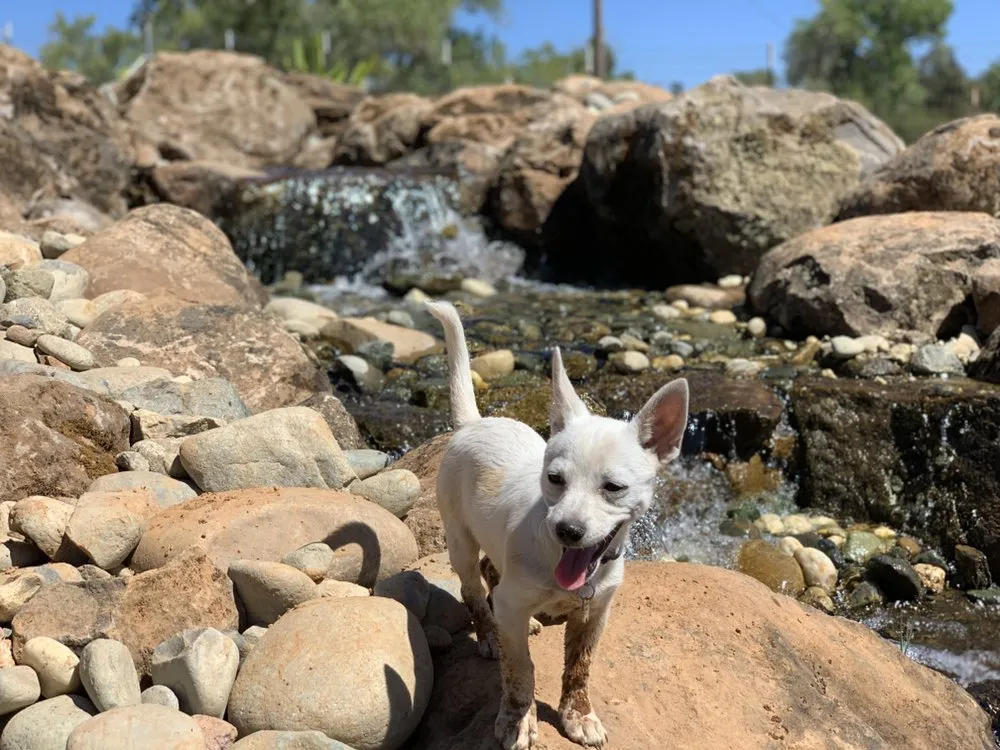 Professional landscape installation in Lincoln, CA by American River Waterscapes