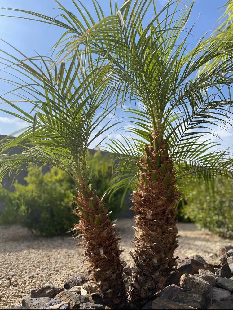 Expert lawn care service experts serving Glendale, AZ - American Roots Landscapes