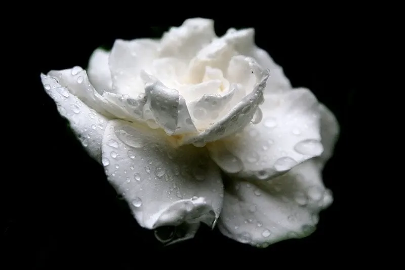 Expert lawn care service in Bellevue, WA - American Rose Garden