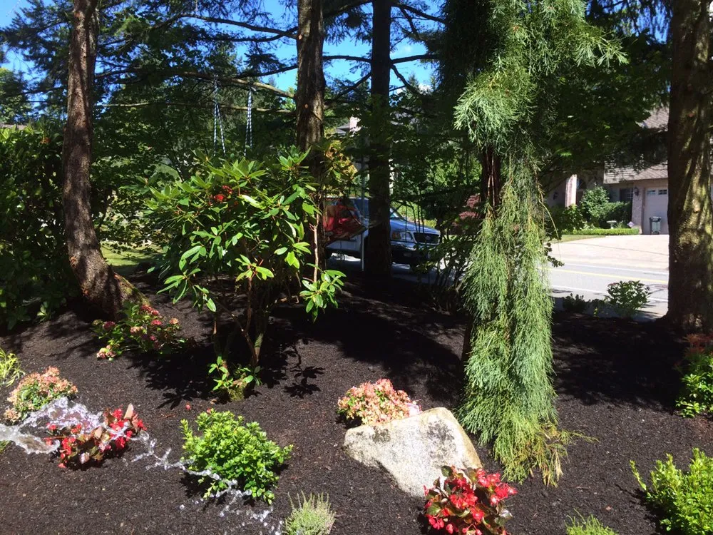 Top-rated yard maintenance in Bellevue, WA by American Rose Garden