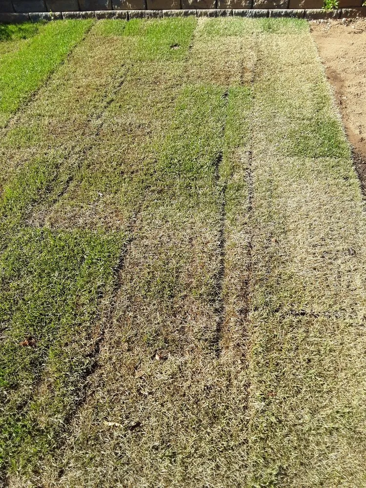 Reliable yard cleanup service for beautiful yards in Escondido, CA by American Sod Farms