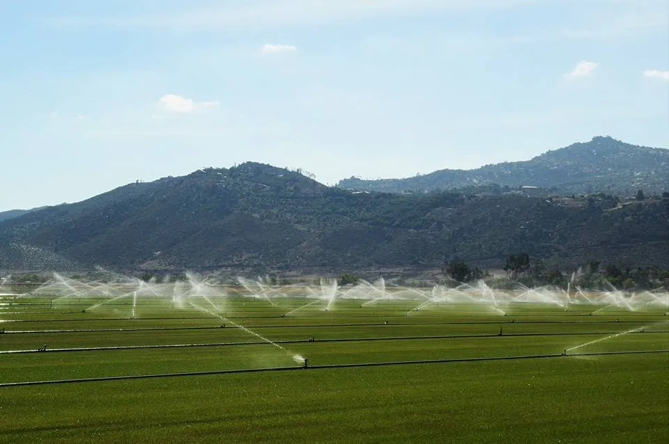 Local landscape design experts serving Escondido, CA - American Sod Farms