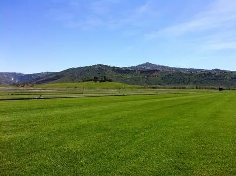 Affordable lawn care service for year-round maintenance across Escondido, CA - American Sod Farms