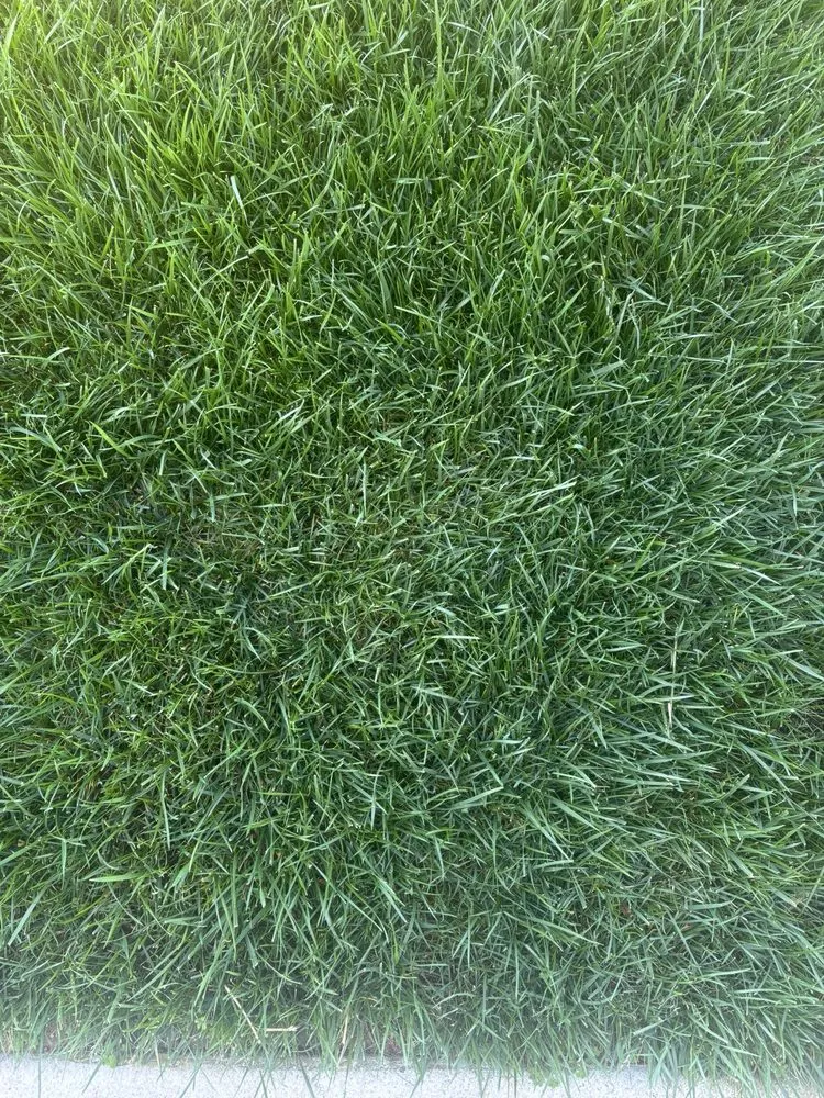 Local garden landscaping for residential properties in Escondido, CA by American Sod Farms