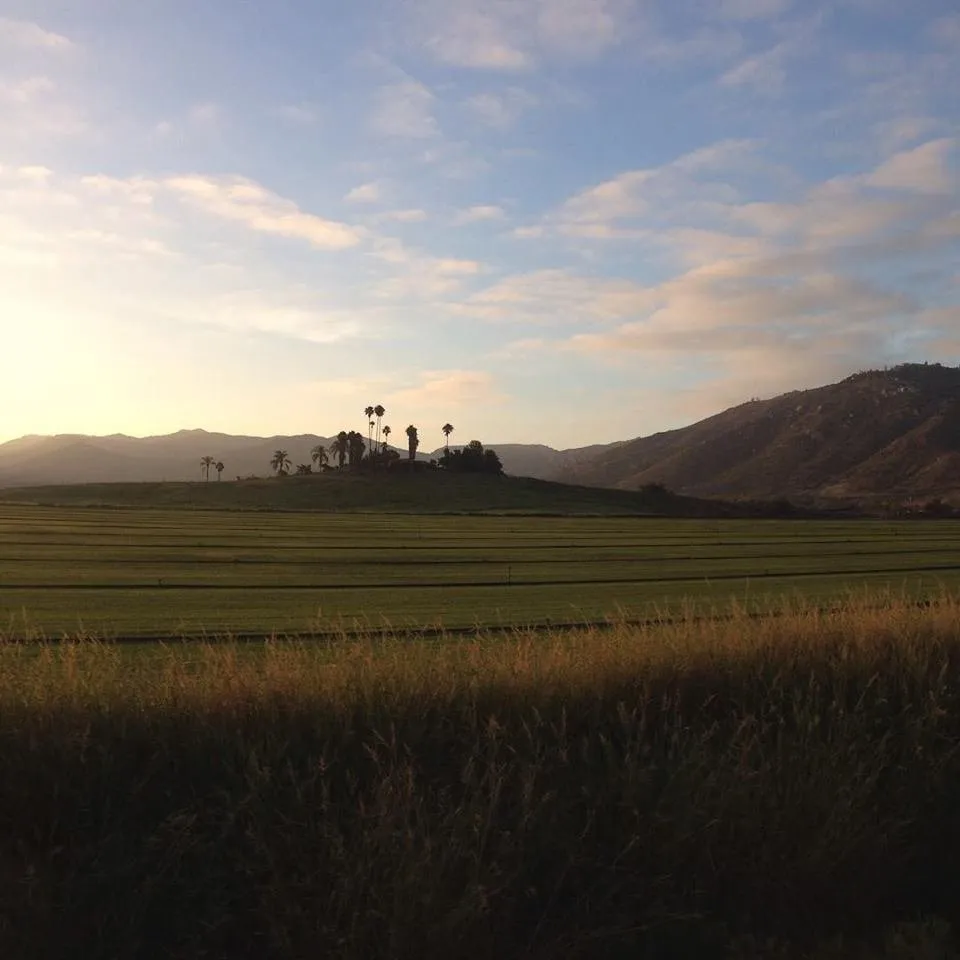 Affordable outdoor landscaping near you in Escondido, CA by American Sod Farms