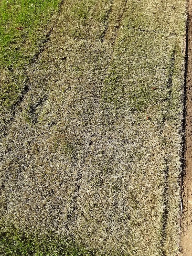 Reliable lawn mowing service in Escondido, CA - American Sod Farms