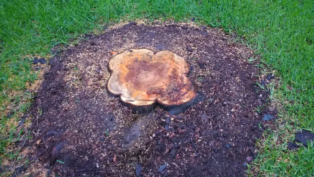 Professional lawn care service for residential properties in Grand Prairie, TX by American Stump Grinding