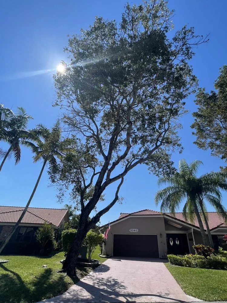 Trusted lawn care service in Fort Lauderdale, FL - American Stump Removal Services