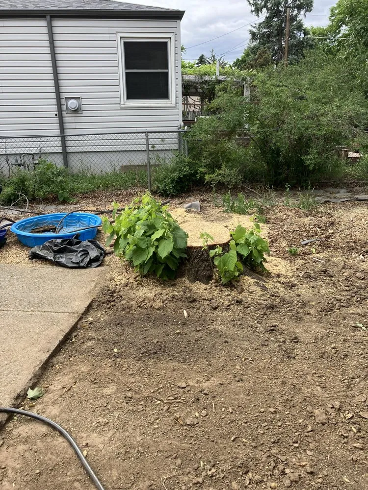 Reliable yard cleanup service in Westminster, CO - American Stumpbusters