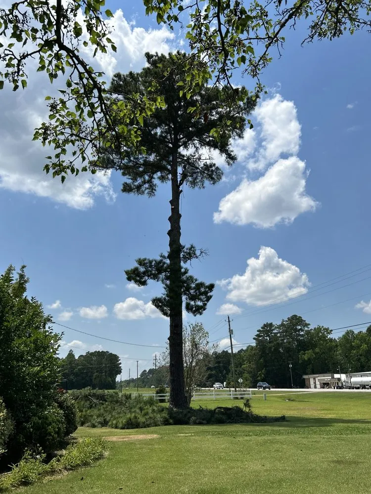 Local yard maintenance experts serving Lancaster, SC - American Terrain and Tree Service