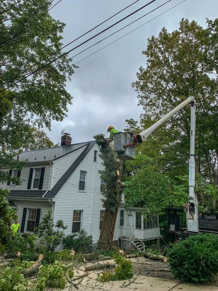 Expert landscape design in Lancaster, SC - American Terrain and Tree Service
