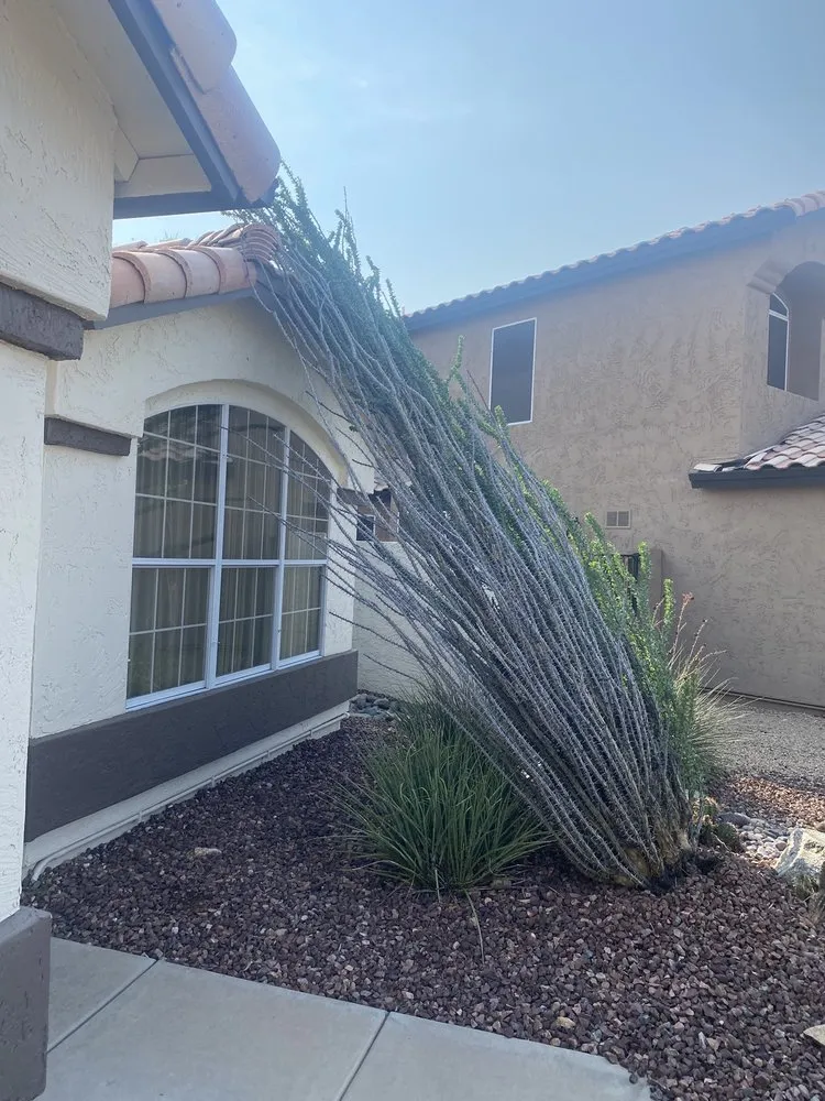 Top-rated landscape design in phoenix, AZ - American Tree & Landscape