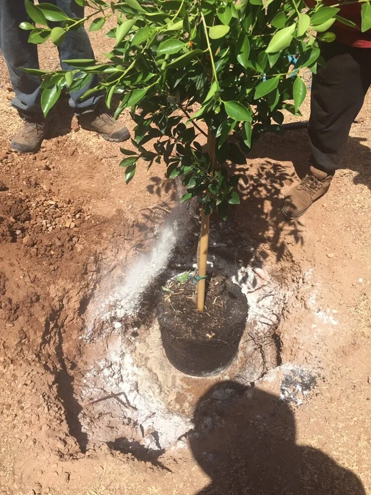 Reliable lawn mowing service near you in phoenix, AZ by American Tree & Landscape