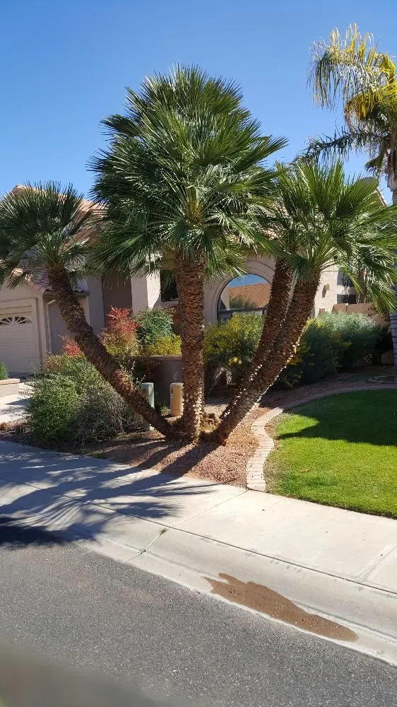 Trusted residential landscaping experts serving phoenix, AZ - American Tree & Landscape