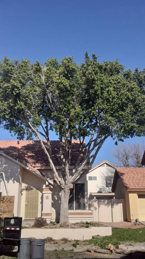 Top-rated landscaping services for homes across phoenix, AZ - American Tree & Landscape