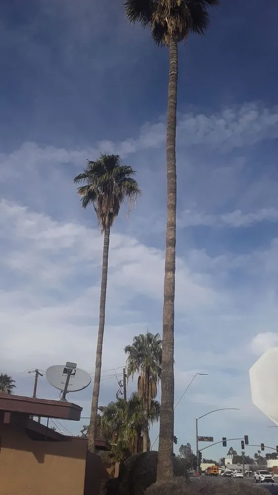 Professional landscape design experts serving phoenix, AZ - American Tree & Landscape