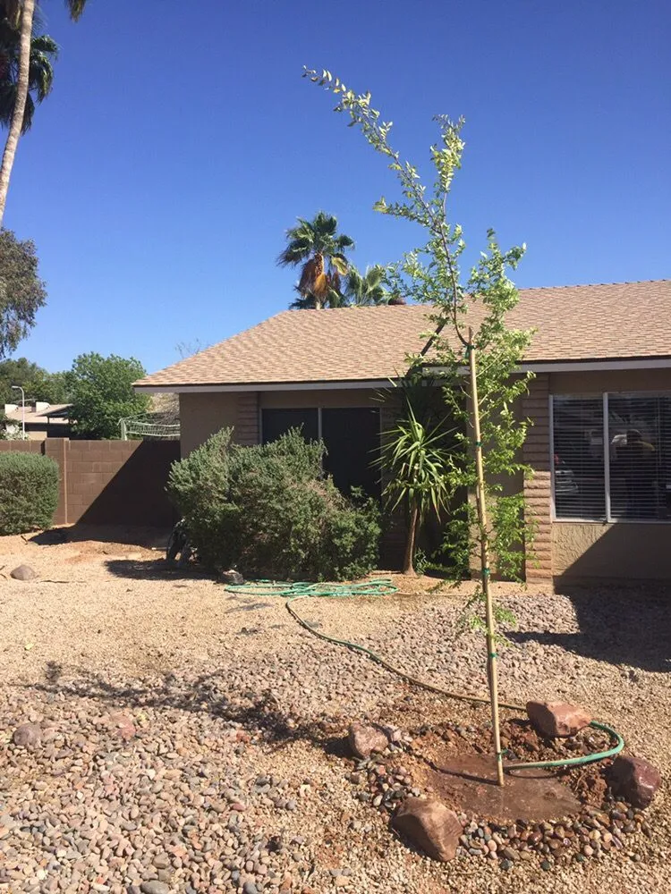 Affordable garden landscaping in phoenix, AZ by American Tree & Landscape
