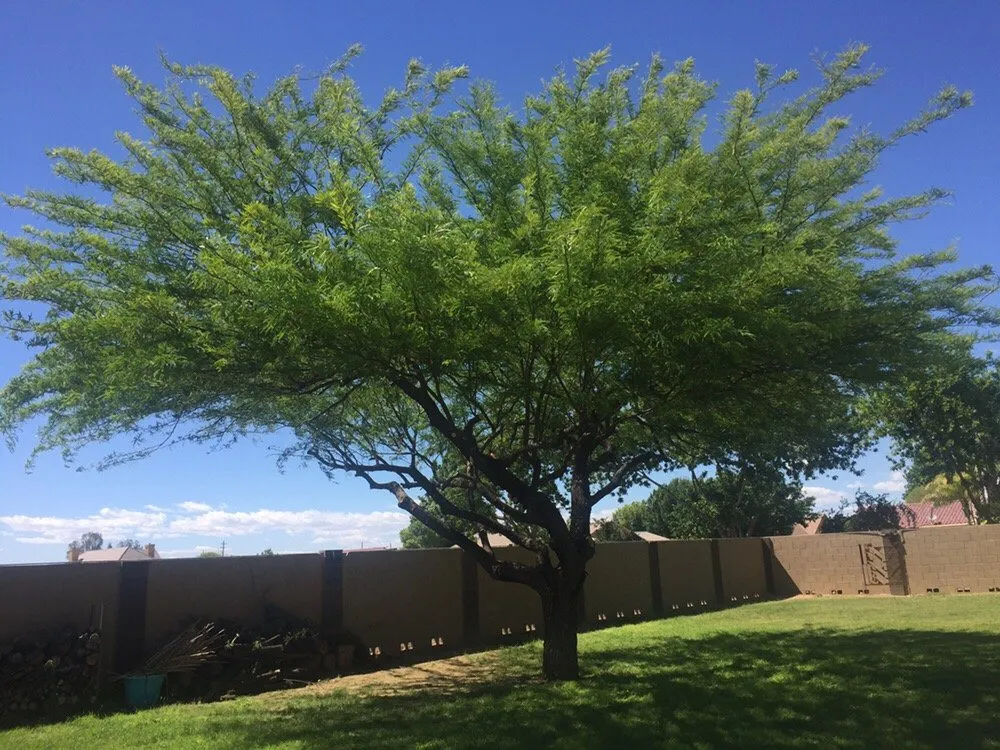 Local lawn care service for outdoor upgrades in phoenix, AZ by American Tree & Landscape