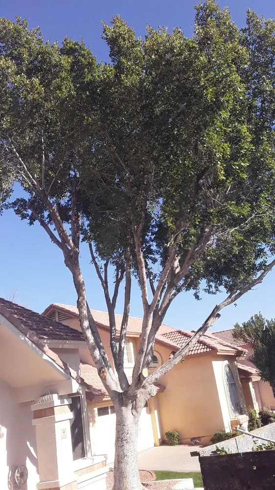 Expert lawn mowing service with custom design across phoenix, AZ - American Tree & Landscape