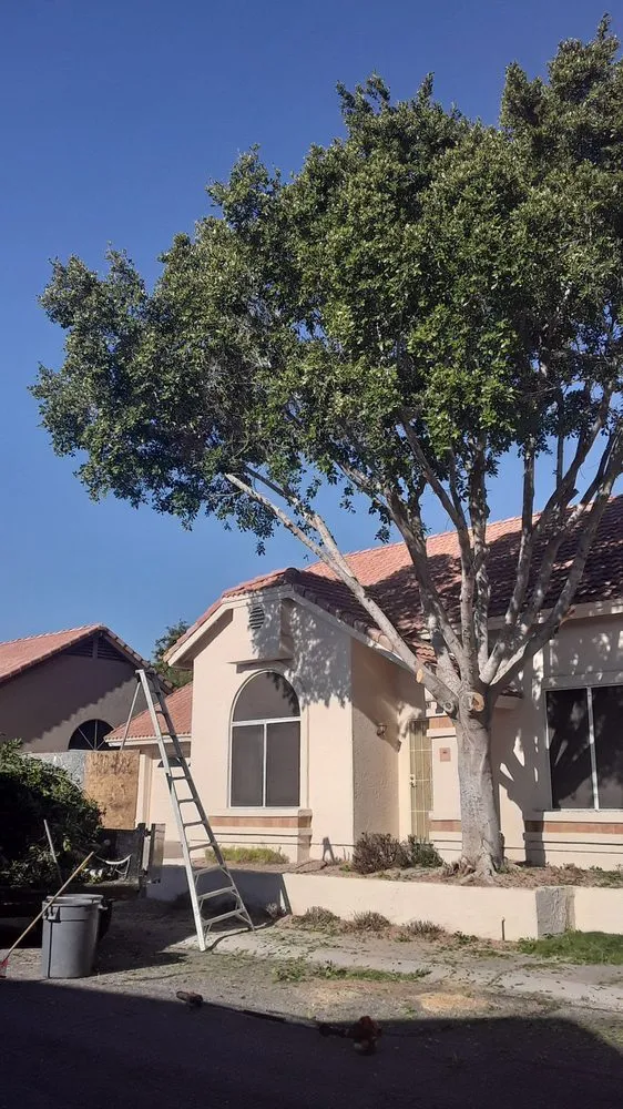 Trusted garden landscaping for year-round maintenance across phoenix, AZ - American Tree & Landscape