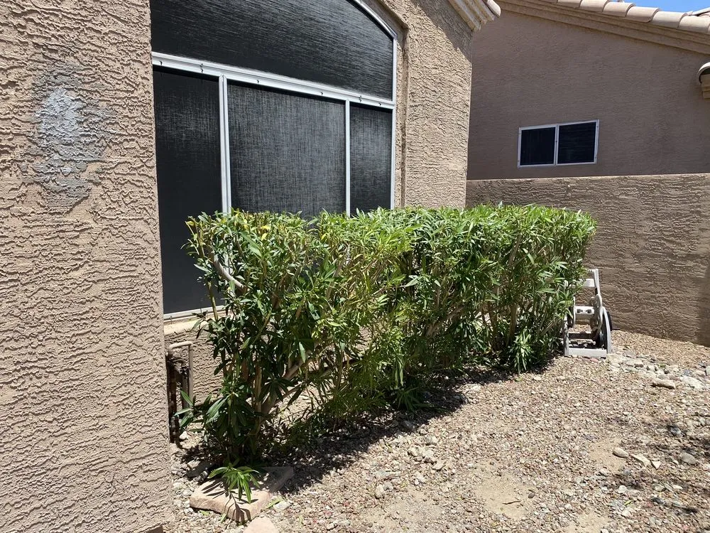 Expert outdoor landscaping with custom design in phoenix, AZ by American Tree & Landscape