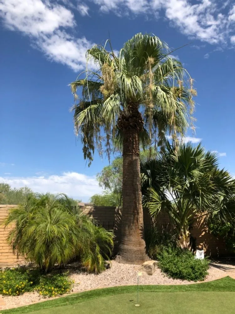 Expert garden landscaping for outdoor upgrades across phoenix, AZ - American Tree & Landscape